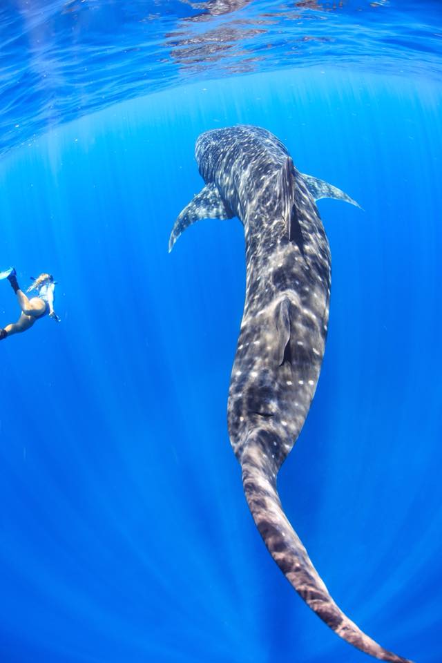 Whale Shark Print - 2mm - Long Sleeve - Front Zip - Springsuit