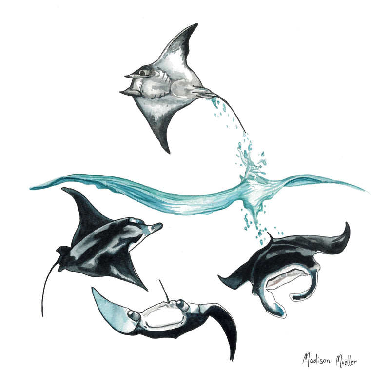Stickers Eco - Maddison Mueller- Ocean Art - Ningaloo Defenders