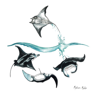 Mask Straps - Neoprene - Maddison Mueller Ocean Art - Ningaloo Defenders