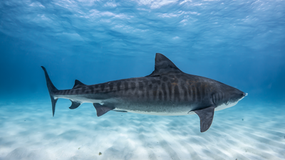 Tiger Shark Print - 2mm - Long Sleeve - Back Zip - Springsuit