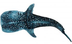 Stickers Eco - Maddison Mueller- Ocean Art - Ningaloo Defenders